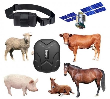 GPS трекер для животных TK STAR 905  (КРС/МРС)
